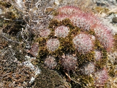 Mammillaria rhodantha