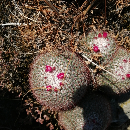 Image of Mammillaria rhodantha by (c) Ulises Emmanuel Martínez Burgos, some rights reserved (CC BY)
