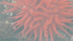 Actinia ebhayiensis