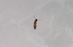 Termitoidae