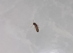 Termitoidae