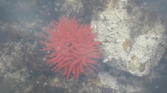 Actinia ebhayiensis