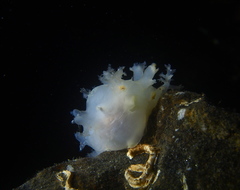 Dendronotus lacteus