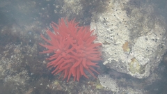 Actinia ebhayiensis