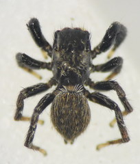 Euophrys herbigrada