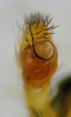 Euophrys herbigrada