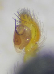 Euophrys herbigrada
