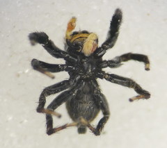 Euophrys herbigrada