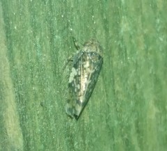 Xestocephalus tessellatus