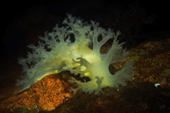 Dendronotus lacteus
