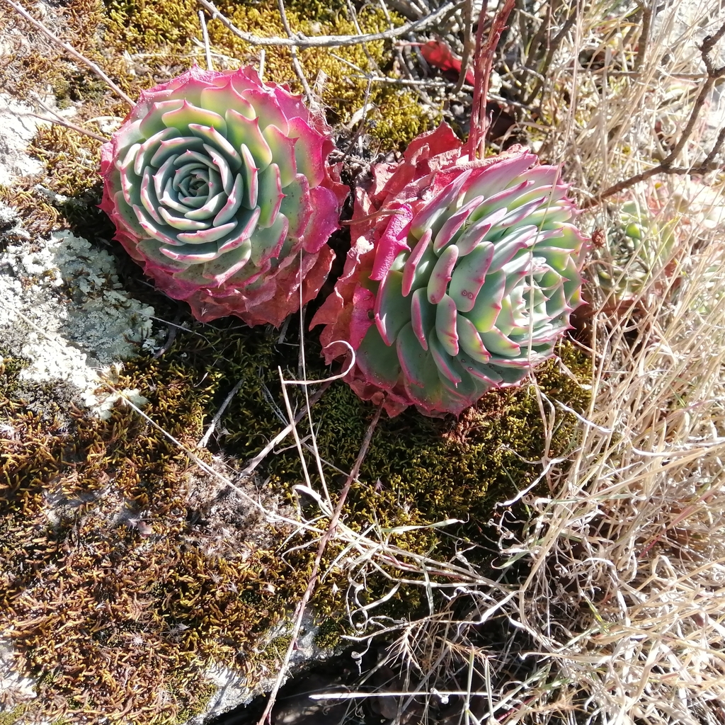 Echeveria secunda, Mexico