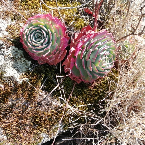 Echeveria secunda