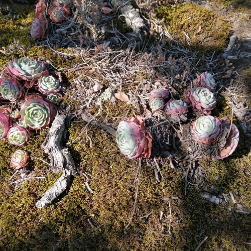 Echeveria secunda