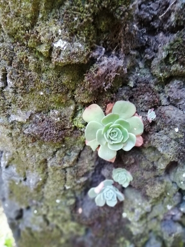 Echeveria secunda