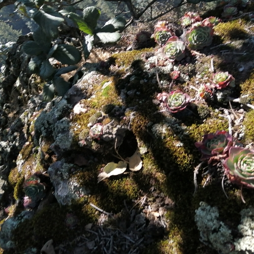 Image of Echeveria secunda by (c) Ulises Emmanuel Martínez Burgos, some rights reserved (CC BY)