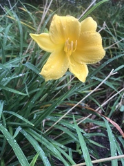 Hemerocallis