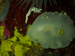 Cadlina laevis
