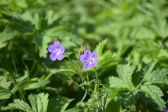 Geranium himalayense