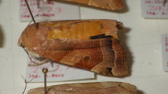 Noctua fimbriata