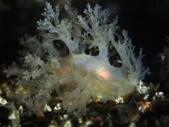 Dendronotus lacteus