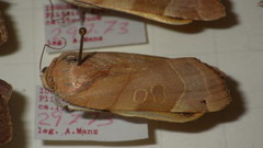 Noctua fimbriata