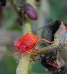 Eurydema spectabilis