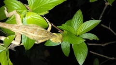 Calotes versicolor