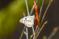 Pinacopteryx mabillei