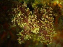 Dendronotus lacteus