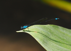Nososticta africana