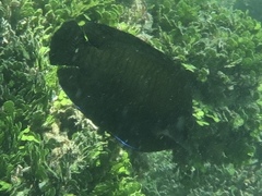 Centropyge multispinis