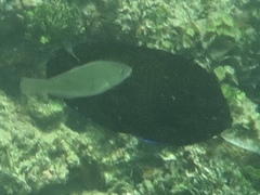 Centropyge multispinis