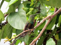 Eulampis holosericeus