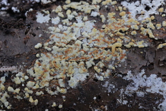 Botryobasidium aureum