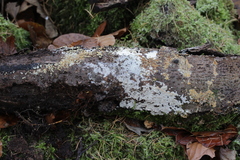 Botryobasidium aureum