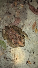 Duttaphrynus melanostictus