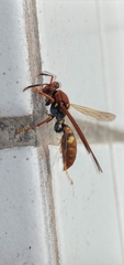 Polistes versicolor