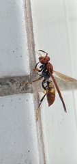 Polistes versicolor