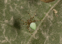 Eriophora nephiloides