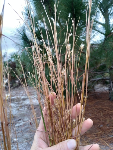 Image of Anatherum cabanisii by (c) Scott Ward, some rights reserved (CC BY)