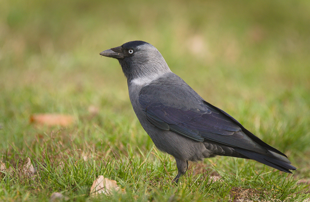 Western Jackdaw