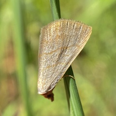 Oxycilla tripla