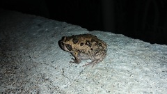 Kaloula baleata