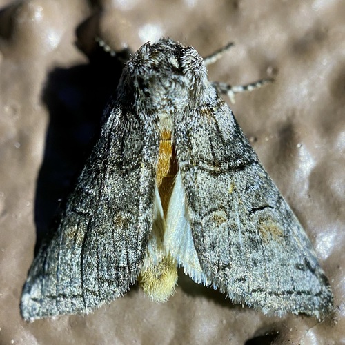 Mimosa Prominent photo 3