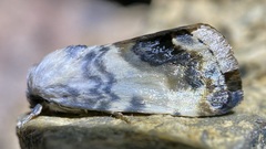 Acontia behrii