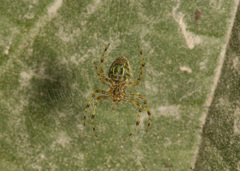 Eriophora nephiloides