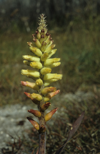 Lachenalia capensis