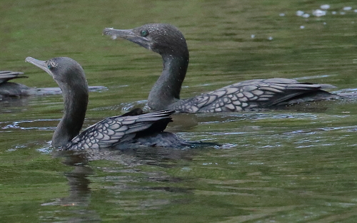 Little Black Cormorant, photo 7 of 7