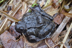 Rana temporaria