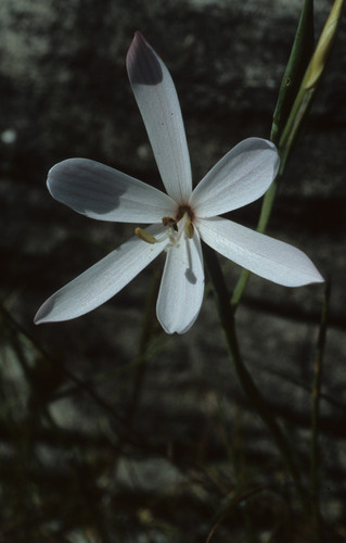Image of Geissorhiza bonae by (c) Tom Lloyd Evans, some rights reserved (CC BY-SA)